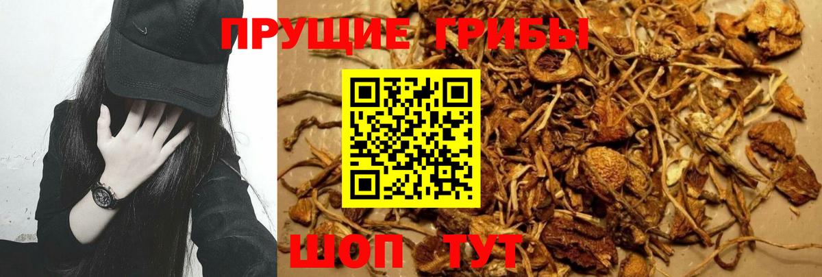 Ковров  Галлюциногенные грибы GOLDEN TEACHER  Вход с VPN 